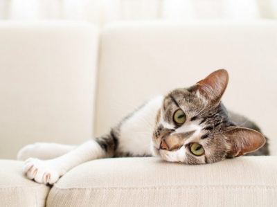 쳐다보는 고양이