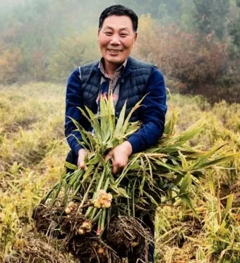 생강 재배 씨눈 맞추기 보온 피복 수확 건조_5