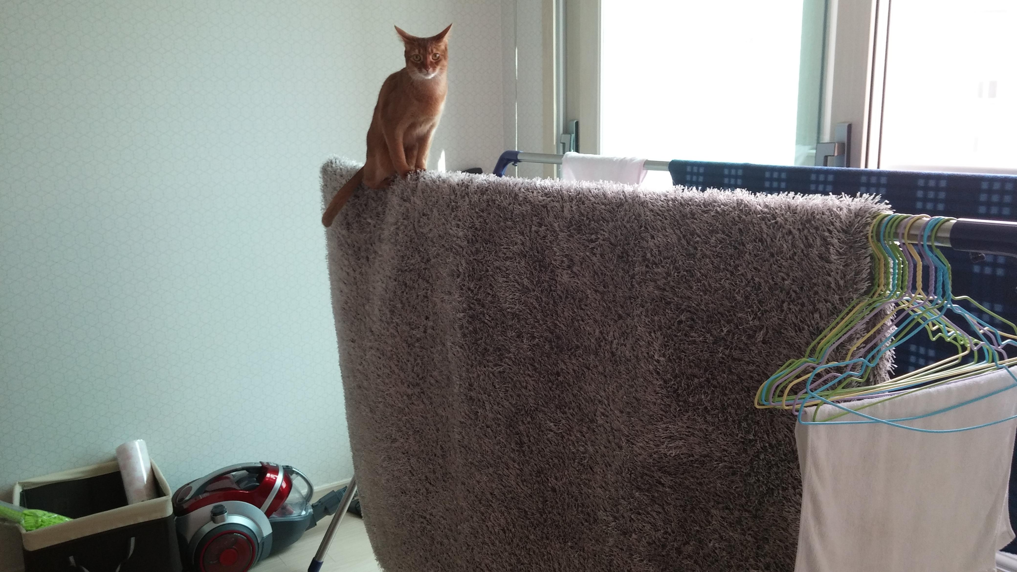 아비시니안 집지키는 고양이