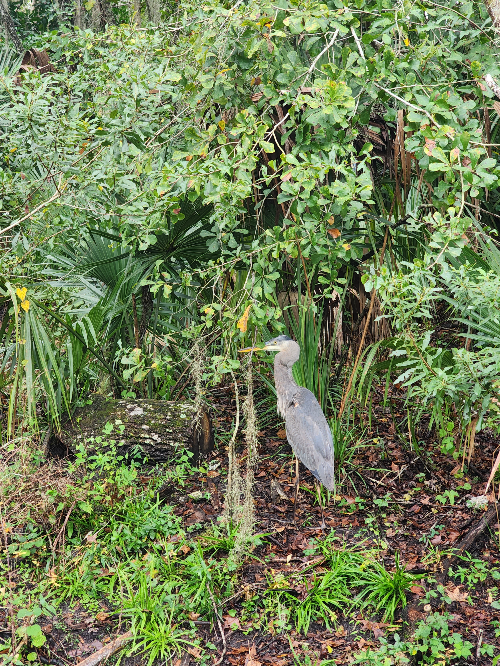 A heron looking for food