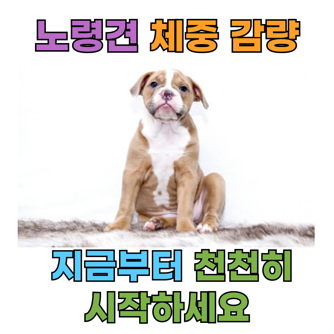 노령견 체중 감량, 건강하게 빼는 7가지 현실적인 방법