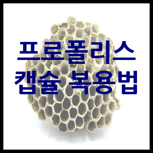프로폴리스 캡슐 복용법
