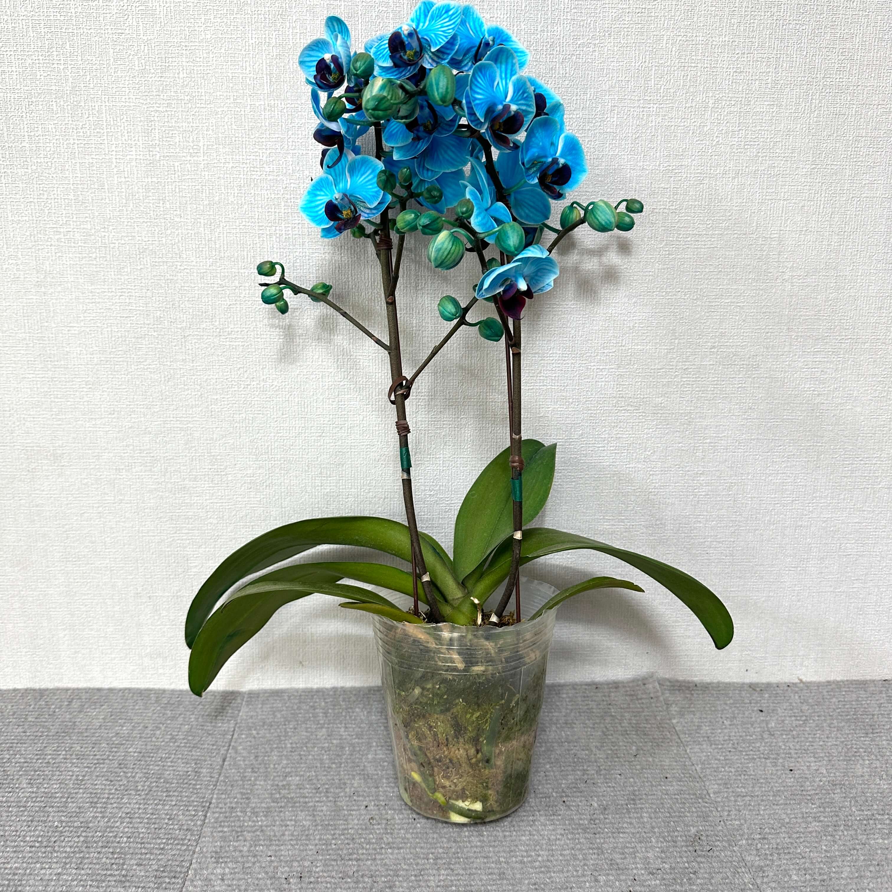 호접란 키우는 방법