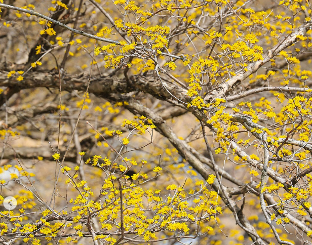 구례 산수유축제 개화상황