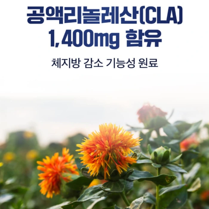 본투식스 내돈내산 후기 부작용 효능 복용법 다이어트 성분 효과