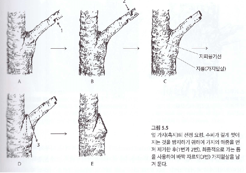 굵은 가지(옆가지) 제거