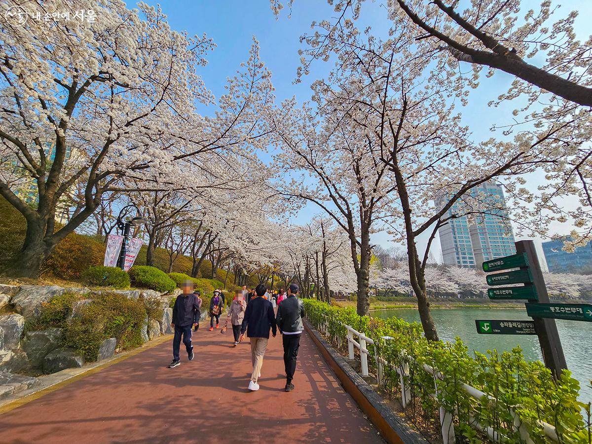 송파구 잠실 석촌호수벚꽃축제 기본일정과 프로그램 소개