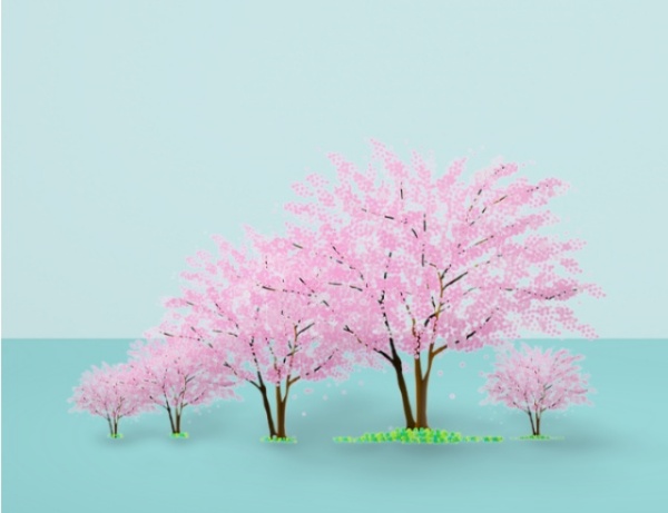 벚꽃이 활짝 핀 모습