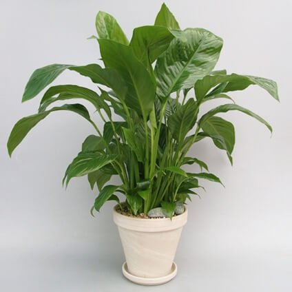 공기정화식물 중 스파티필름 사진