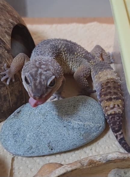 레오파드 게코 건강 체크리스트: 초보자를 위한 필수 관리법