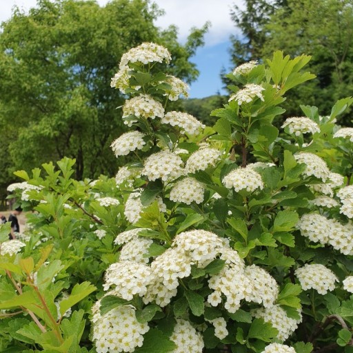 포천 평강랜드는 2006년에 개장한 18만 평 규모의 식물원으로, 일상의 피로를 씻을 수 있는 힐링 공간