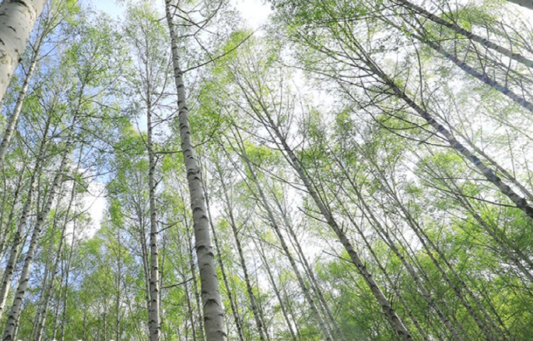 인제 자작나무숲