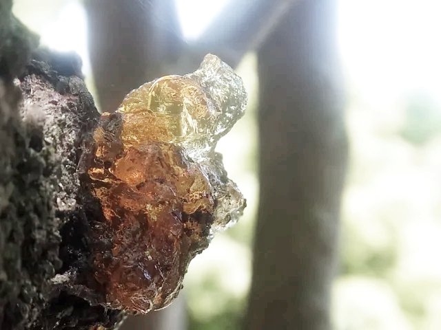 보스웰리아 부작용