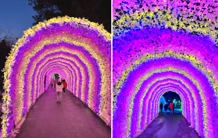 아침고요수목원 오색별빛정원전 특징