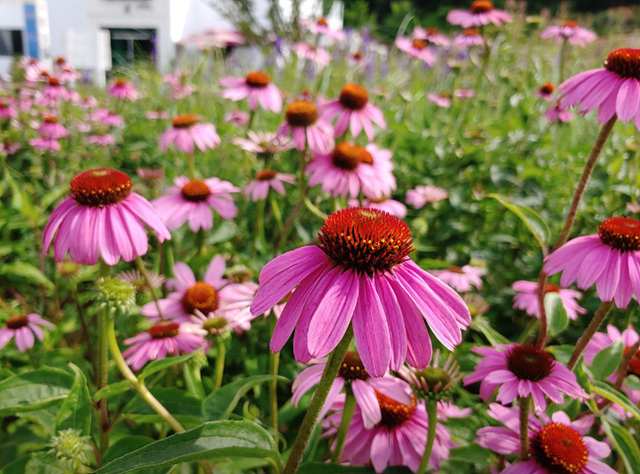 봄꽃구경 가볼만한 곳