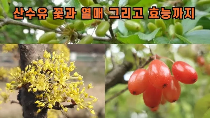 산수유 효능 부작용 섭취방법 1일 섭취량_6