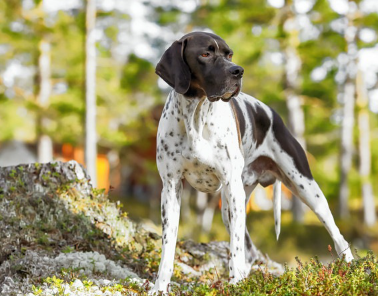 야외에 서 있는 잉글리시 포인터.