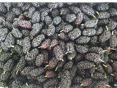 오디 효능 및 부작용, 먹는 방법