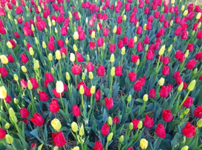 충청 여행하기 좋은 곳 추천/&amp;gt;&amp;lt;figcaption&amp;gt;태안 코리아플라워파크의 봄철 아름다운 모습&amp;lt;/figcaption&amp;gt;&amp;lt;/figure&amp;gt; &amp;lt;p style=