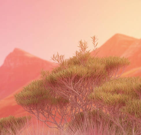 루이보스차의 효능