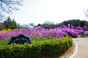 부천에서 만나는 오색봄꽃 여행 기본일정 과 프로그램 소개