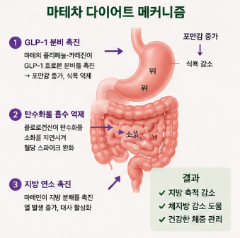 마테차-효능-다이어트-효과-카페인-부작용-추천-제품