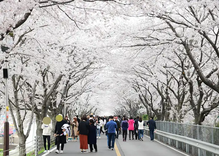 양산 황산공원 벚꽃길