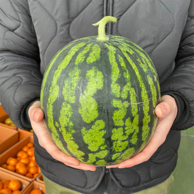 맛있는 수박 고르는 법