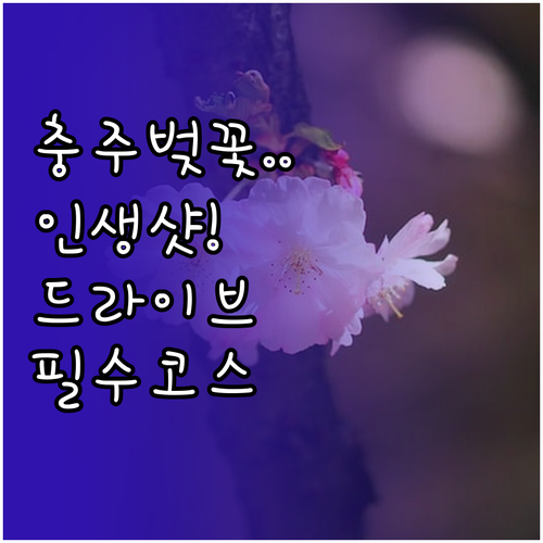 충주 벚꽃 드라이브 코스와 가족 나들..