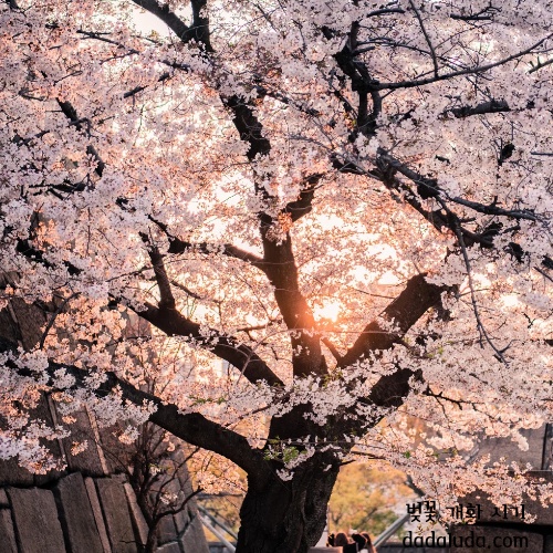 벚꽃 개화 시기 2025 인천 벚꽃 구경 볼만한 곳