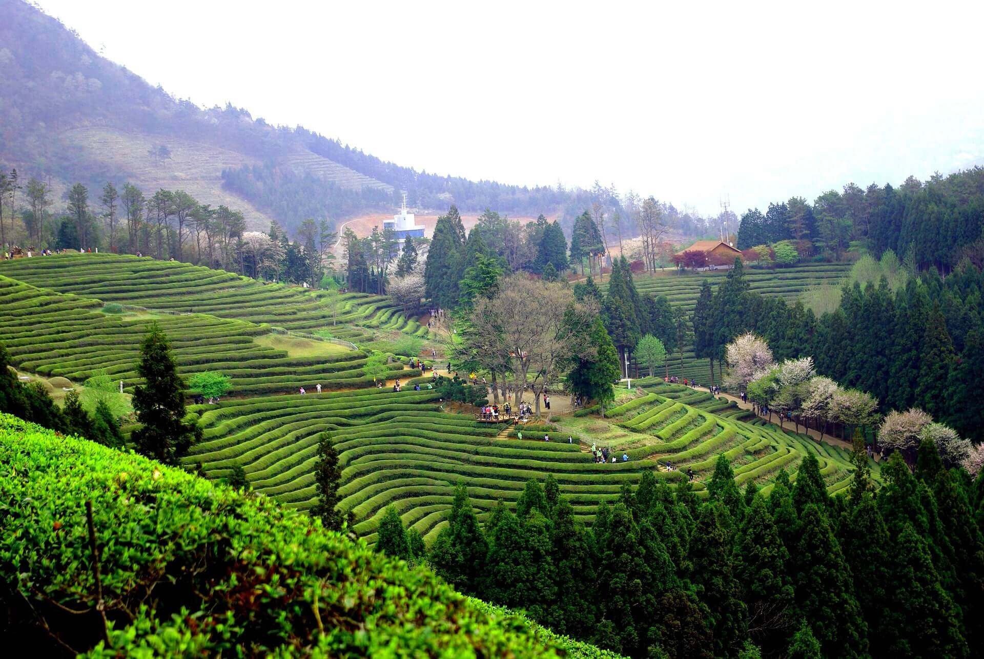 국내여행- 남도 봄 여행(보성 차밭, 나주 배꽃 단지, 1박 2일코스)