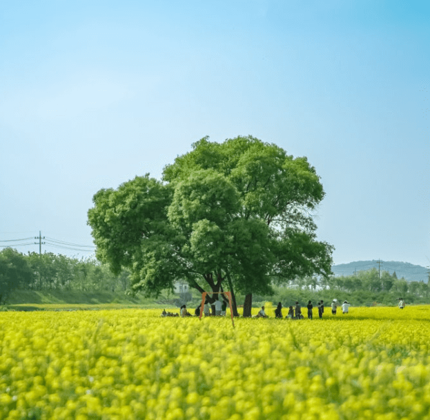 청주무심천-이팝나무길