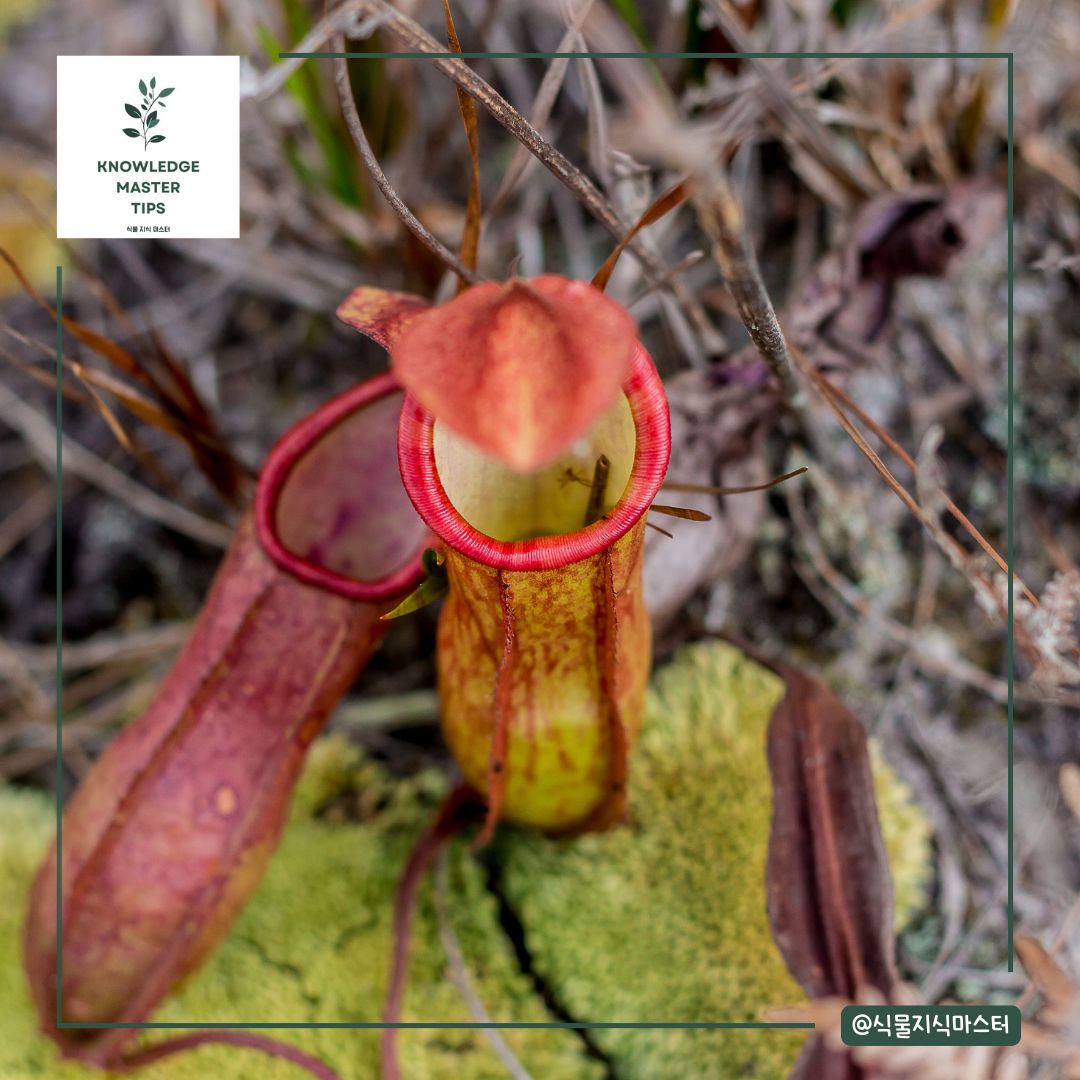 식충식물 네펜데스