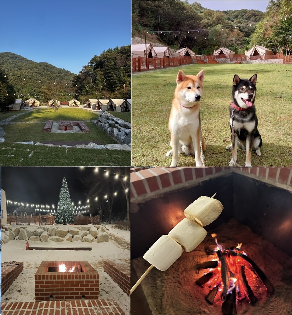 반려견과 함께 할 수 있는 장소 사진