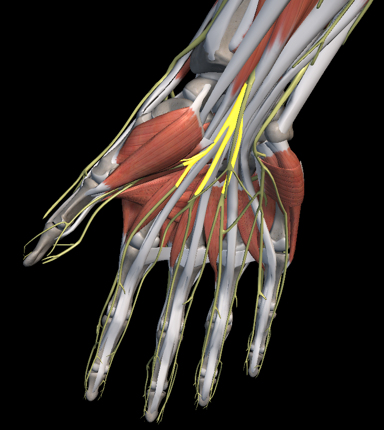 엄지 손가락 저림 증상 이유