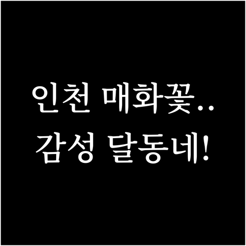 인천 동구에서 만나는 봄의 전령사 매..