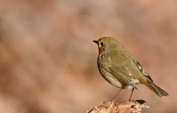 기초연금 수급자격 재산 바로 보기 13