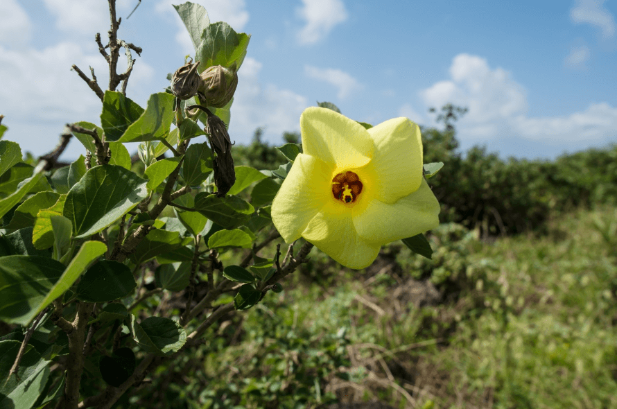 황근을 지키는 방법: 해안 습지와 멸종위기 동식물 보전 포인트