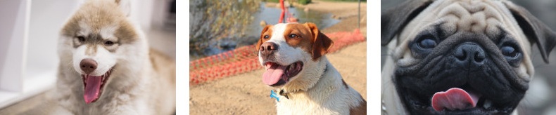 강아지가 핡는 이유