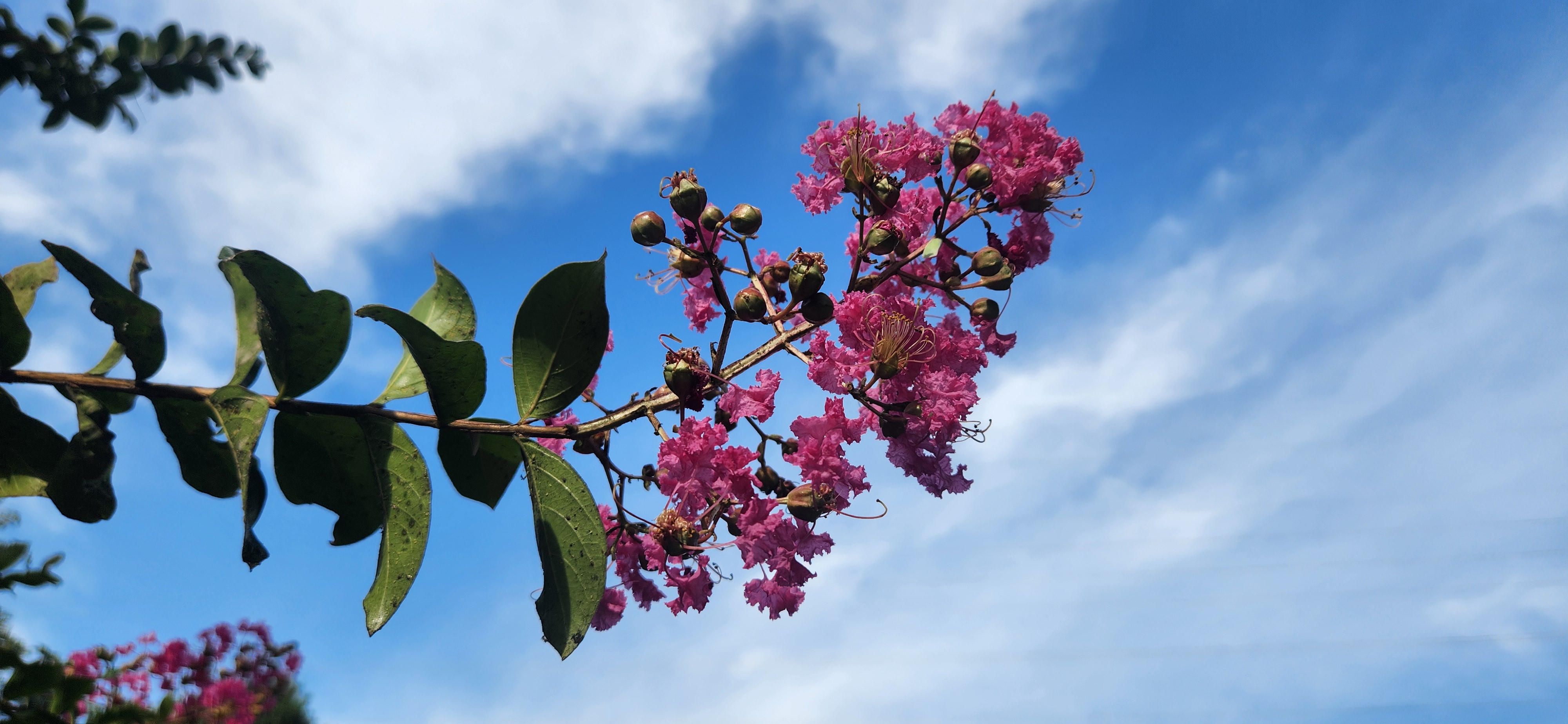 맑은 하늘 아래 활짝 핀 분홍색 배롱나무꽃