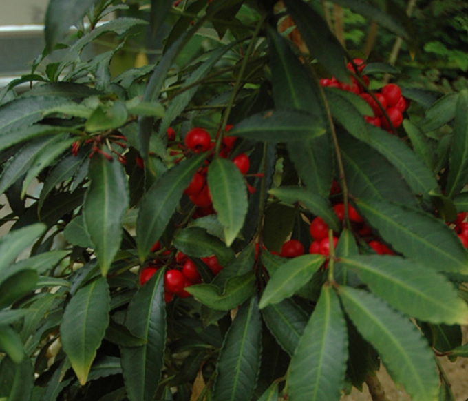 가을여행/가족여행지/추천/전북/대아수목원