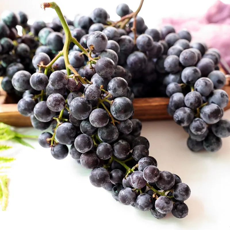 머루포도 효능키우기제철머루포도주 담그기먹는 방법보관 방법 안내_1