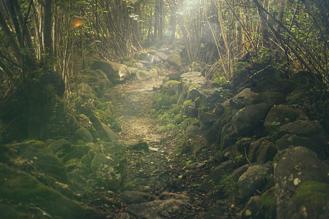 산림보호지원단