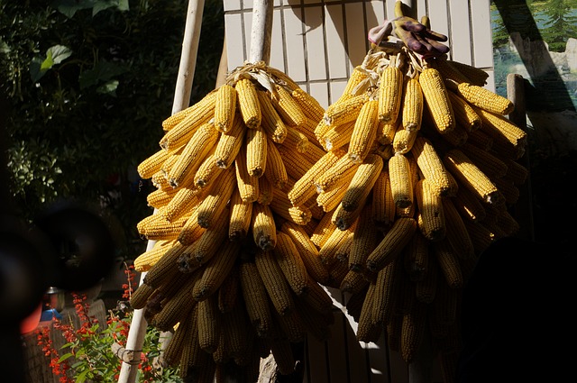『오디세이아』와 귀향 본능의 현대적 재해석 (회귀 본능, 정체성 회복, 집의 의미)