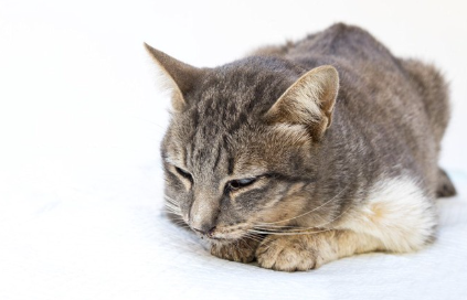 웅크리고 있는 고양이.