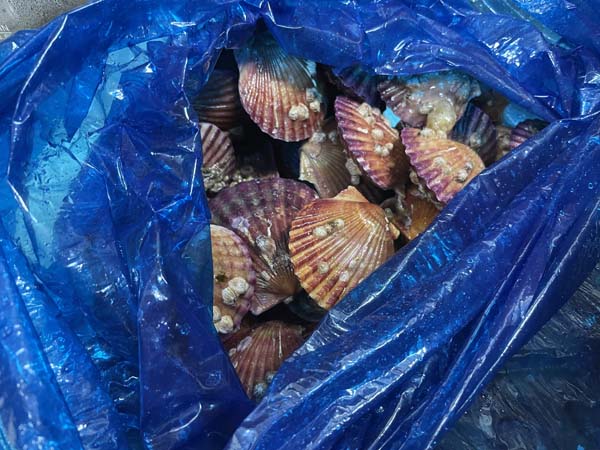 통영 홍가리비 패키지