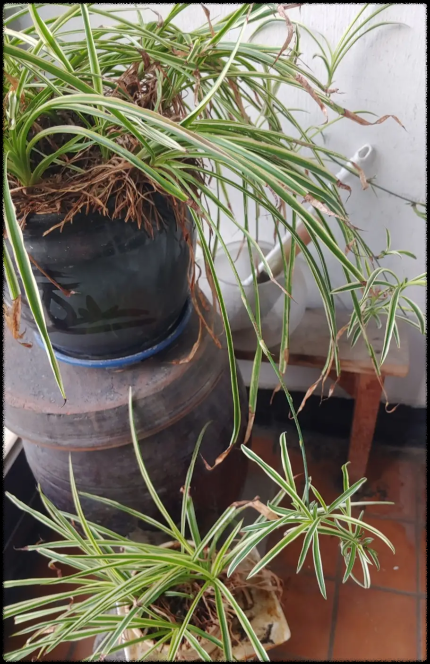 다시-활력을-되찾은-나비란