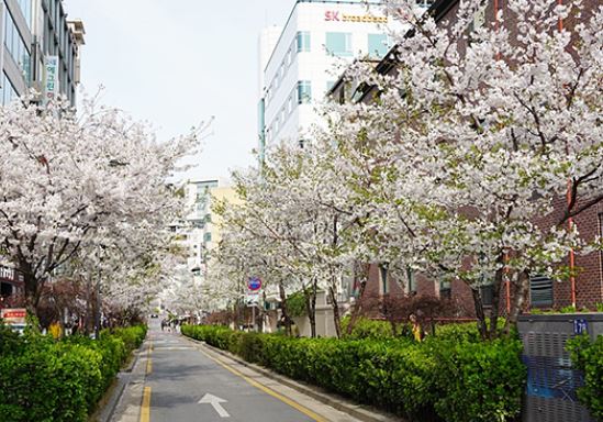 성북 벚꽃 