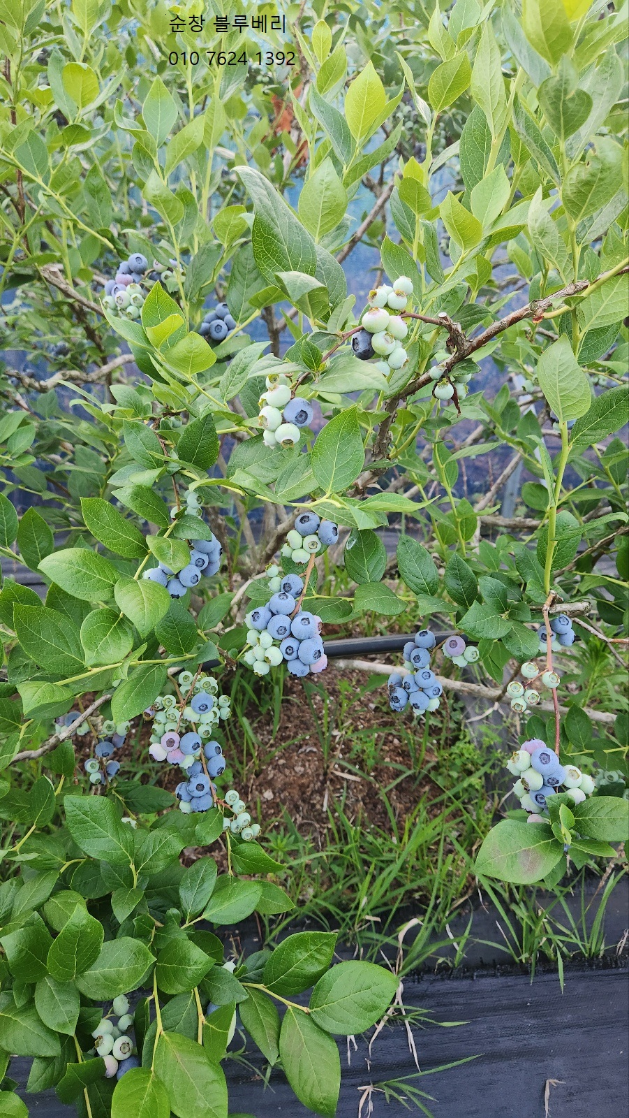 블루베리 사진