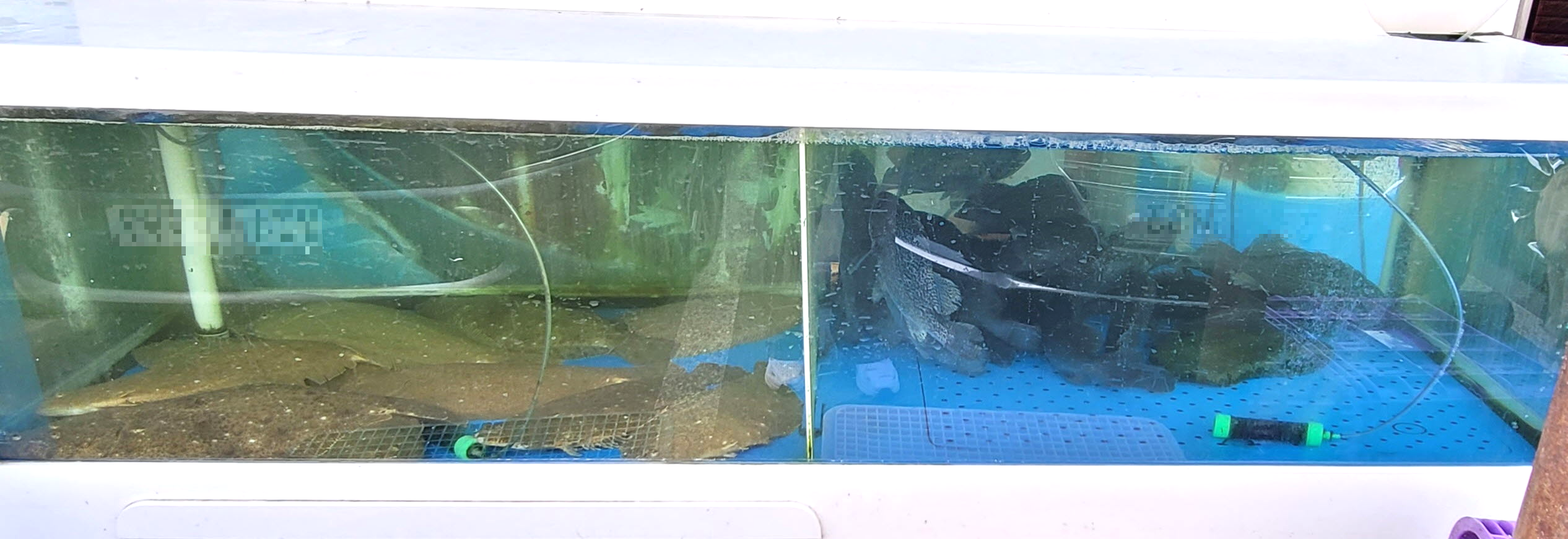 수조 안 물고기